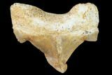 Pathological Shark (Otodus)Tooth - Morocco #108254-1